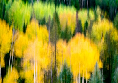 1030143 Autumn Forest #1, Colorado