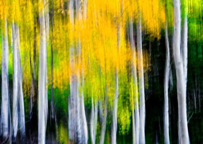 1030525 Autumn Forest #2, Colorado