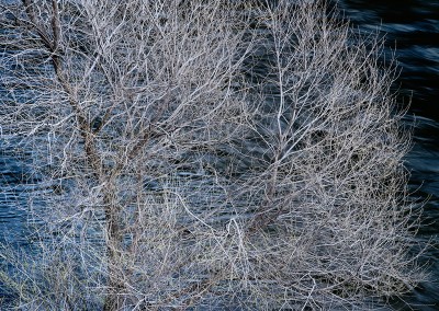 1090 Budding tree, Merced River, Spring