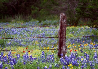 1364 Bluebonnets, wildflowers and fence, Texas Hill Country