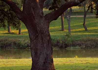 1450 Oak tree next to Pedernales River, LBJ Ranch, Stonewall, Texas