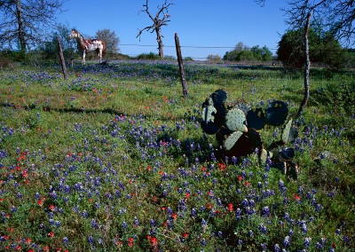 168 Bluebonnets and Paint Horse, Texas Hill Country