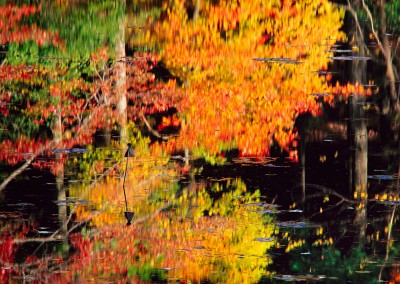 259 Fall reflections on Fairyland Pond, Walden Woods