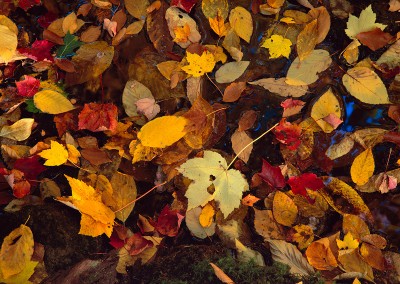 260 Fall leaves afloat near Beech Spring, Walden Woods