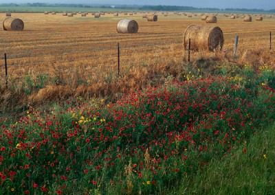 445 Hay bales and wildflowers, Texas Hill Country, PANORAMA