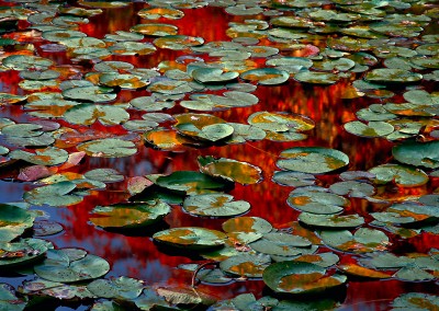 666 Autumn lily pads, Beech Forest, Cape Cod