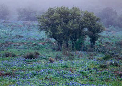 826 Bluebonnets and oaks in fog, Texas Hill Country, Mason County