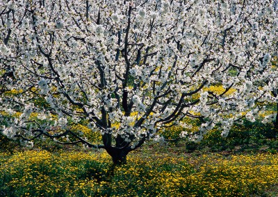 871 Luminous cherry tree, Provence