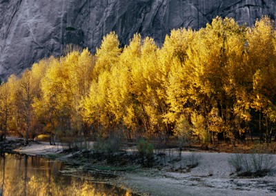 949 Cottonwood trees, El Capitan, Autumn, Yosemite Valley