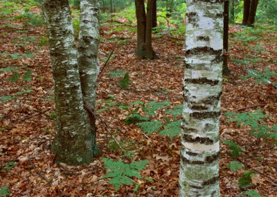 108 Birches in the forest, Pine Hill, Walden Woods