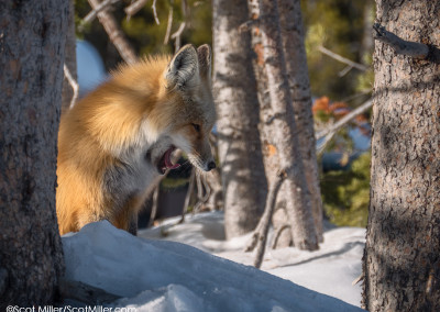 1060296 Red Fox in snow, yawning, Grand Teton National Park, Wyoming