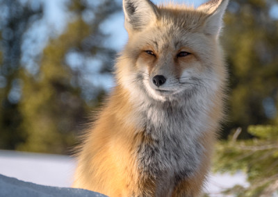 1060332 Red Fox on snow bank, morning light, Grand Teton National Park, Wyoming
