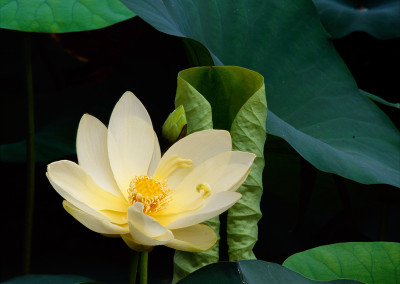 1375 Lotus blossom, Caddo Lake, Texas