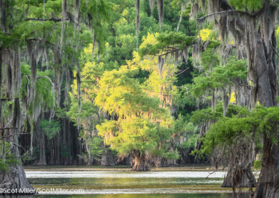 3340087 Cypress trees in late afternoon light, Caddo Lake, TX