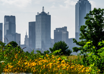 3340585 Wildflowers on Trinity Skyline Trail in the shadow of downtown Dallas, Texas, along the Trinity River