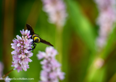 3350043 Bee on wildflower along Trinity Skyline Trail & Trinity River, Dallas, Texas