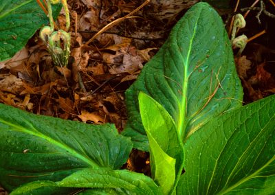 119 Fern fronds and skunk cabbage, Walden Woods, Concord, MA
