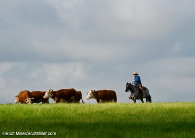 7158 Cowboy herding cattle on the LBJ Ranch, Lyndon B. Johnson National Historical Park, Stonewall, TX