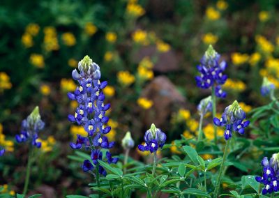 823 Bluebonnets, detail, Texas Hill Country