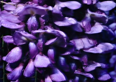 827 Purple wisteria after a rainfall, Texas Hill Country