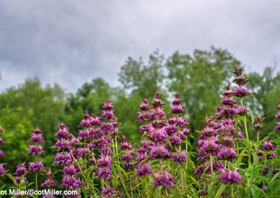 00537 Purple wildflowers, May, Trinity Forest Golf Club, Dallas, TX