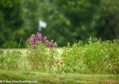 3280782 Spring wildflowers and flag, Trinity Forest Golf Club, Dallas, TX