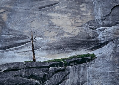 459 Tree, Merced River Canyon, Yosemite National Park