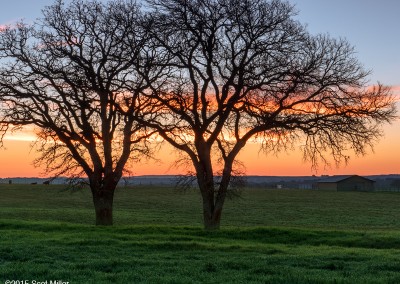 1040730 Two trees, February dawn, LBJ Ranch, Stonewall, Texas