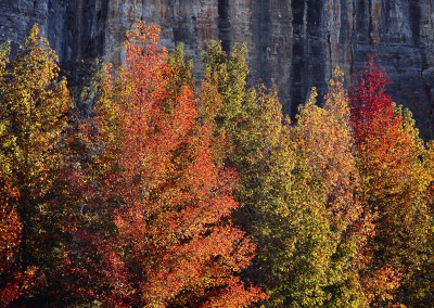 1065 Fall foliage, Ozarks, Roark Bluff, Buffalo National River, Arkansas