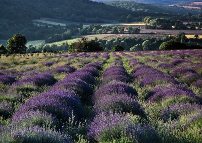 1103 Lavender fields, Provence, France