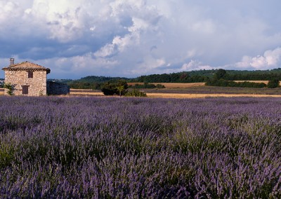 1108 Lavender field and stone house, Provence, PANORAMA