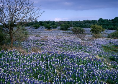 1155 Field of bluebonnets and oak trees, Texas Hill Country