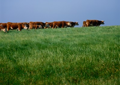 1207 Hereford cattle on range, LBJ Ranch, Stonewall, Texas