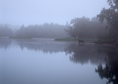 1389 Moose, fog, Haskell Deadwater, Katahdin Woods & Watrers National Monument, Maine
