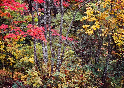 1409 Fall color, West Branch of Penobscot River, Maine