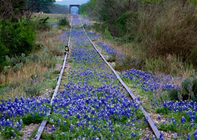 1423 Cat on railroad tracks, bluebonnets, Texas Hill Country