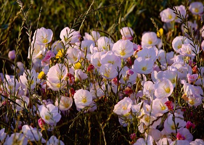1429 Pink Evening Primrose in morning light, Trinity wetlands