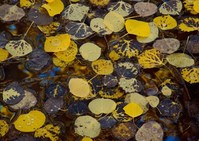 1468 Autumn leaves on water, Colorado