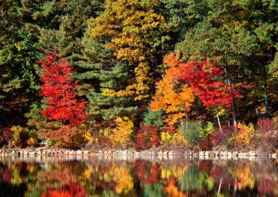249 Maple trees reflecting, Autumn, Walden Pond