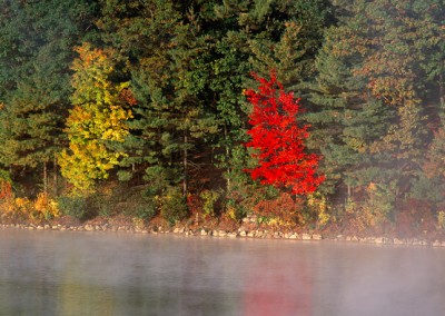 271 Maple trees, fall color, Walden Pond