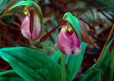 388 Lady's Slipper Orchids, Walden Woods