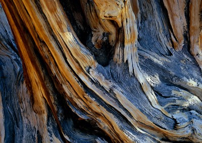 640 Ancient Bristlecone Pine detail, White Mountains, California