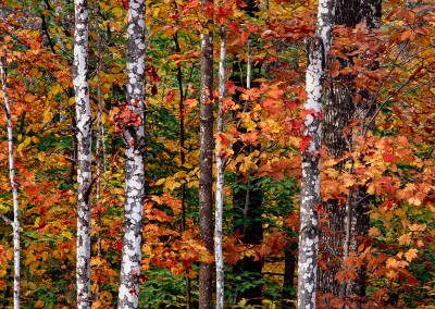 800 Autumn color, Maine Woods