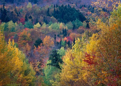 802 Autumn color on mountain, Maine Woods
