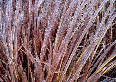 811 Ice-laden grasses, Stonewall, Texas