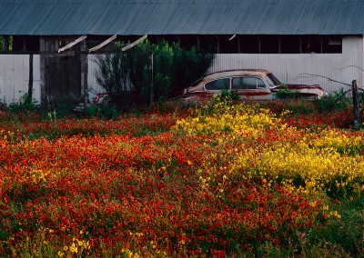 836 Wildflowers and old car, sunrise, Stonewall, Texas