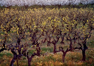 872 Grapevines and cherry trees, Provence, France