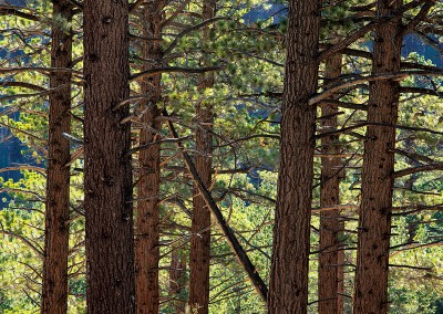 938 Backlit pines in forest, Eastern Sierra, California