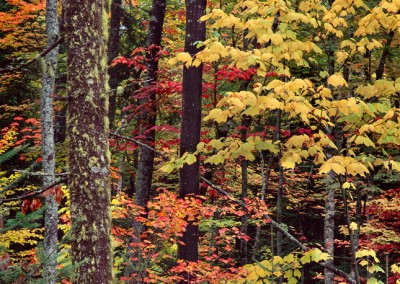 992 Fall foliage, Chesuncook Lake, Maine Woods