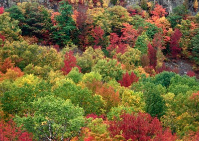 996 Fall foliage, Grand Lake Matagamon, Maine Woods
